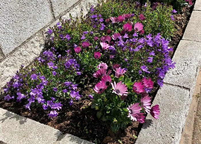 Puur Texels 12 デ・コーフ